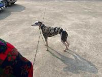 开云体育APP下载-老鹰主场来启恶遭得重考，客场失步