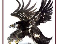 开云下载-雄鹿轻取老鹰，取得胜利